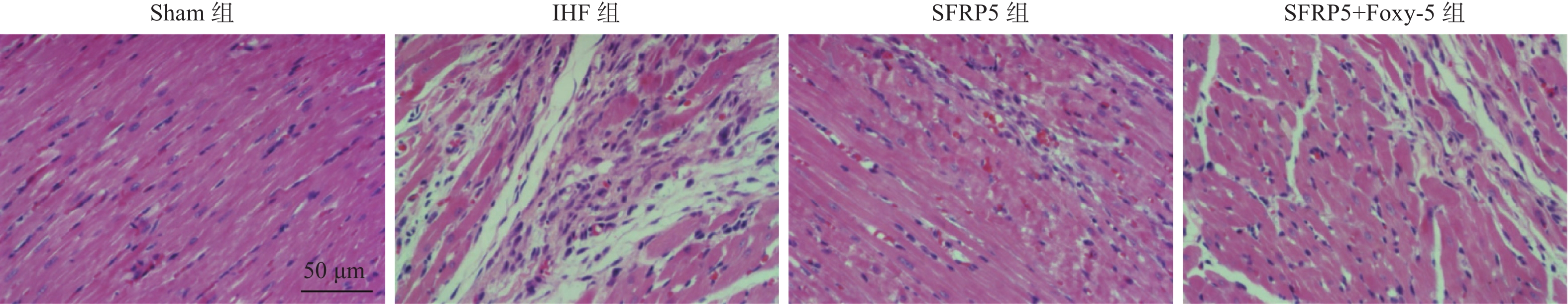 各组大鼠心肌组织病理形态学分析（HE染色， × 400）